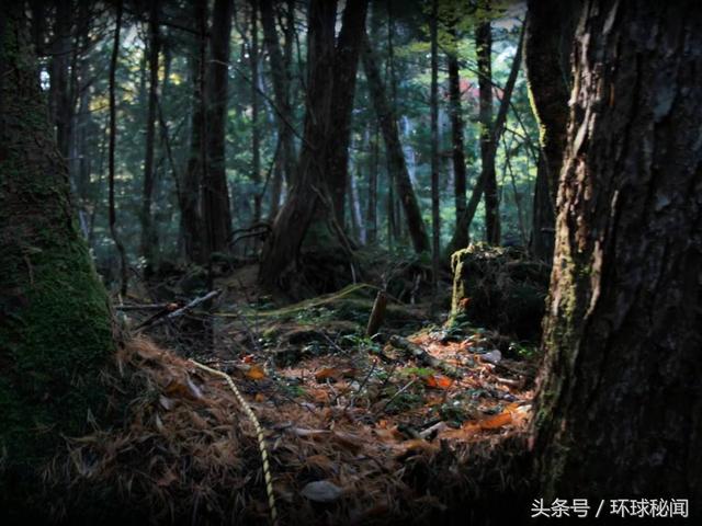 日本自杀森林:恐怖阴沉 充满死亡气息