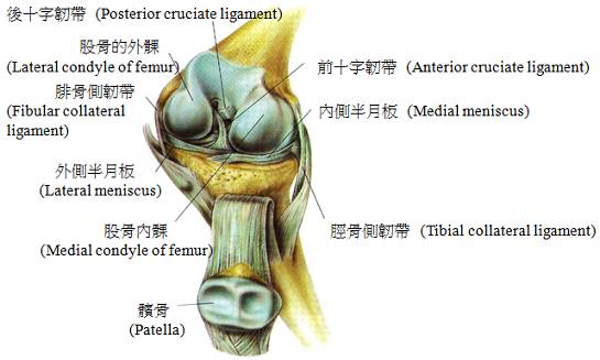 足部的骨头 (bones of the foot)