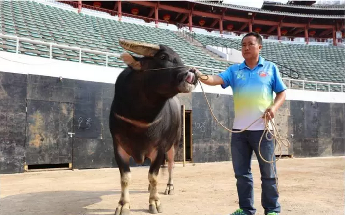 旅游 正文  野蛮王 ↓ ↓ ↓ 中国"牛王"风采 凯里牛王4号 目前,牛王