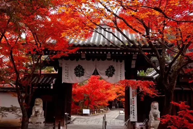 京都的枫叶要红了，恰好配得上你说的矢志不移