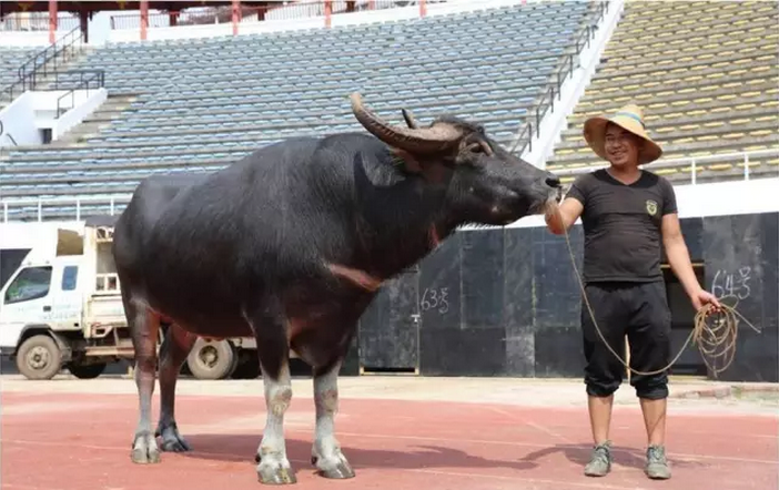 旅游 正文  野蛮王 ↓ ↓ ↓ 中国"牛王"风采 凯里牛王4号 目前,牛王