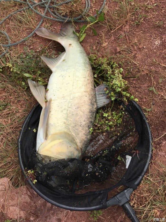 钓 场:水库 饵 料:老鬼 鱼 种:鲫鱼,鲤鱼,罗非鱼,鲢鳙鱼 早上等朋友