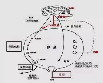 卵泡不破可能和哪些基因有关