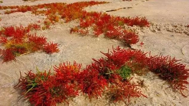 11,剔透红——盐角草 地球上迄今为止报道过的最耐盐的陆生高等植物