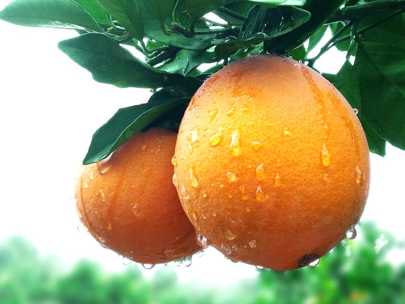 水果文案:赣南脐橙、纽荷尔橙子、果园农村甜