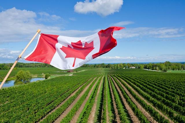 凯特王妃参观加拿大酒庄,那里有什么优质葡萄