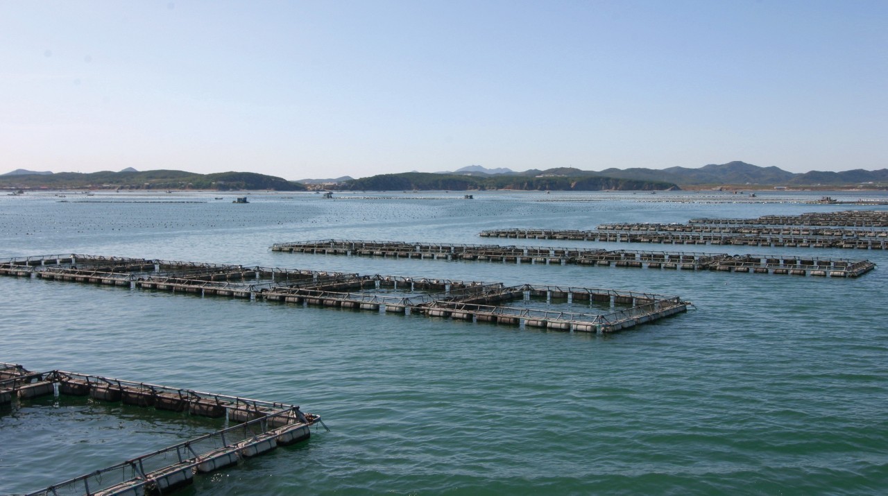 重磅 | 农业部公布首批养殖河鲀鱼源基地名单,从