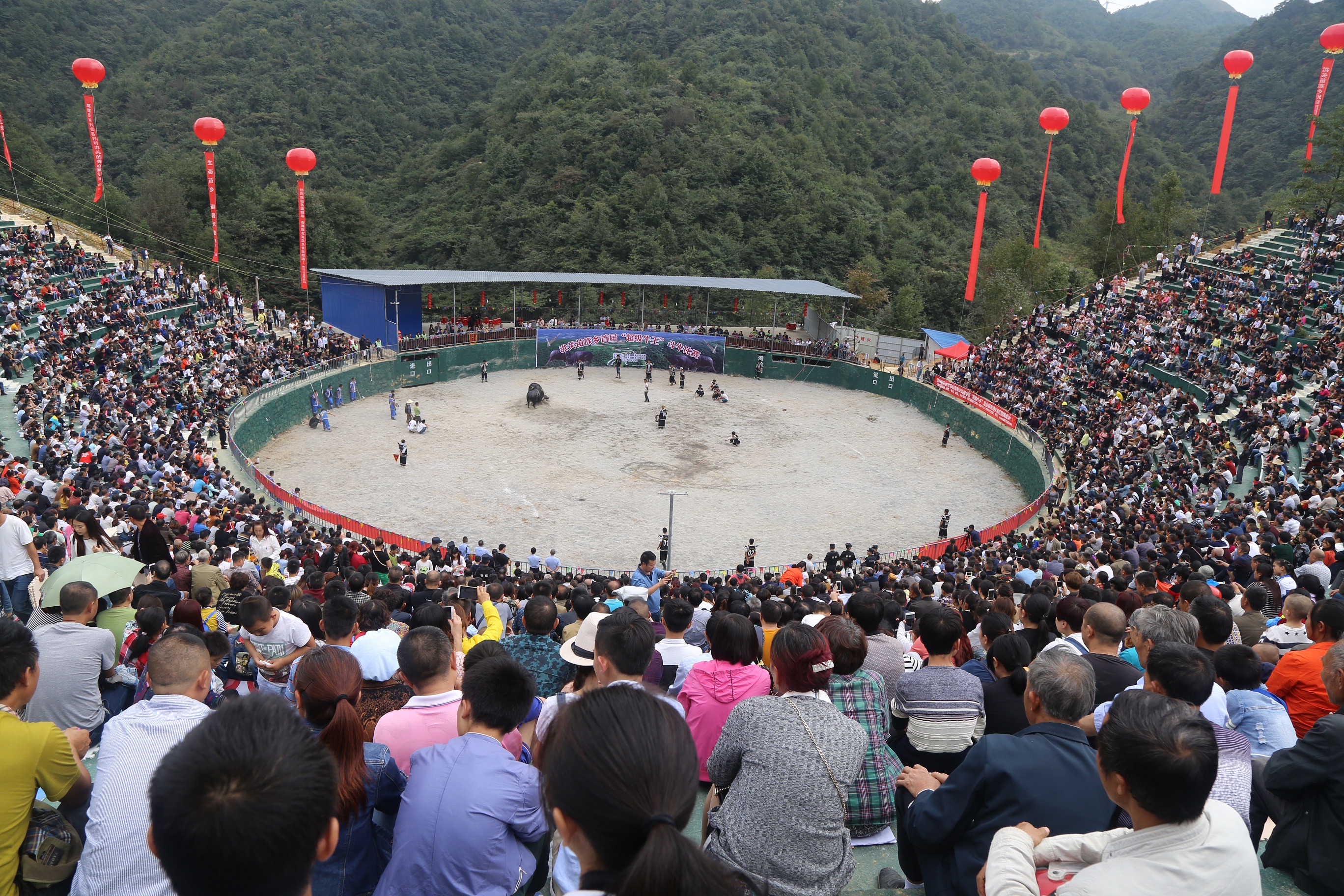 贵州:超级牛王斗牛大赛 迎万人围观