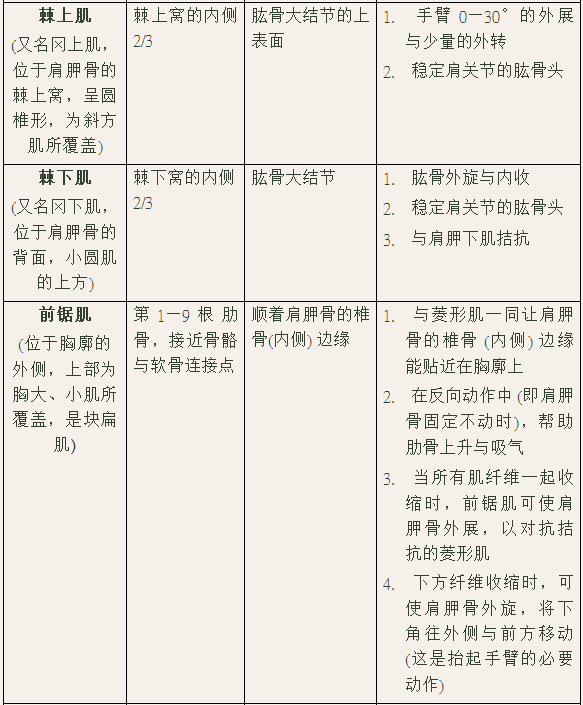 eus minor),大菱形肌 (rhomboideus major), 三角肌 (deltoideus),棘