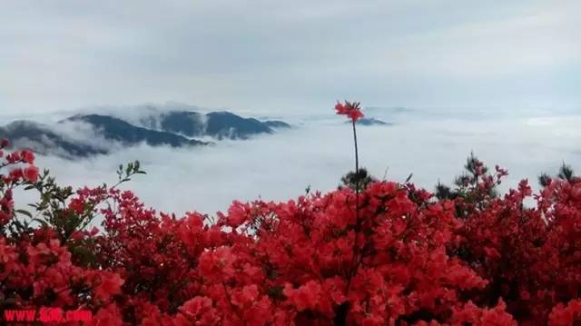 你没爱上三明,是因为没有到福建最大杜鹃花海,将乐宝台山,看满坡红妆.