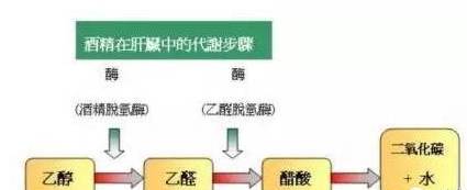 喝酒之后身体靠两种酶对酒精进行代谢,分别是乙醇脱氢酶和乙醛脱氢酶