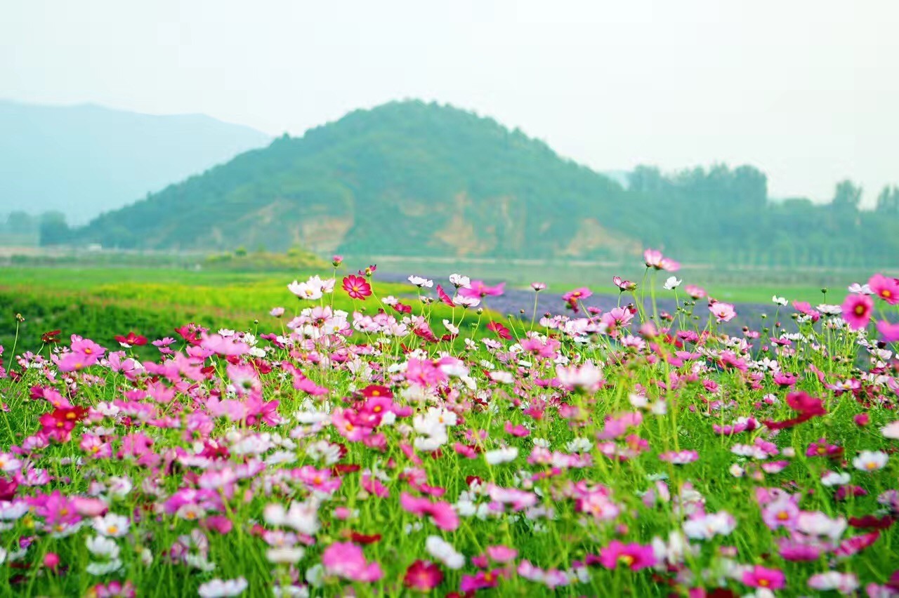 十一走遍昌平的"花花世界"—七孔桥花海