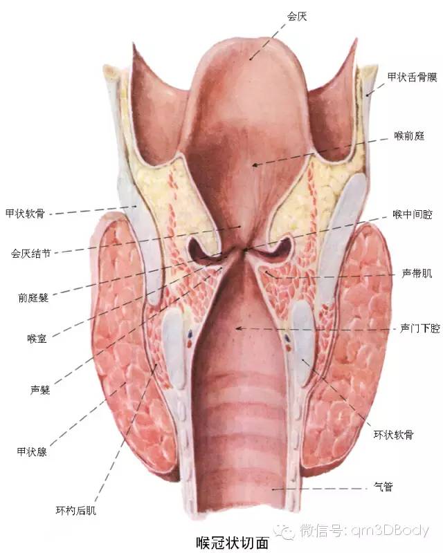 来源:三维解剖高清器官解剖图,解剖结构纤毫毕现!