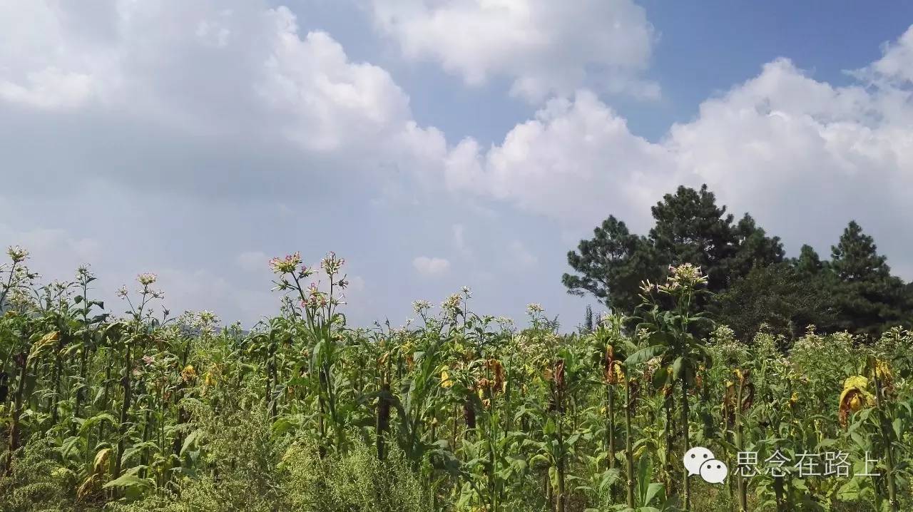 弥勒居住人口_弥勒菩萨图片