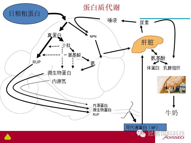 氨基酸平衡对奶牛生产性能的影响研究