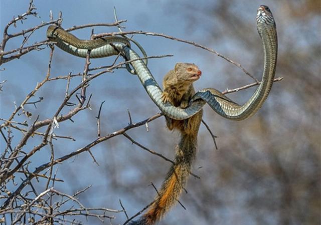 剧毒非洲树蛇的天敌竟是它