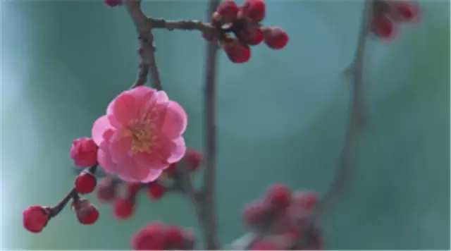 吹花什么成语_草什么花什么成语(3)