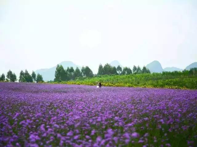 忻城薰衣草庄园