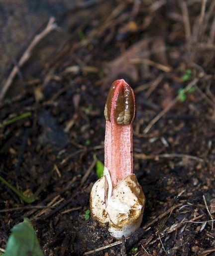 这只是蘑菇君而已,学名"鬼笔",和竹荪一样是一种非常珍贵的真菌