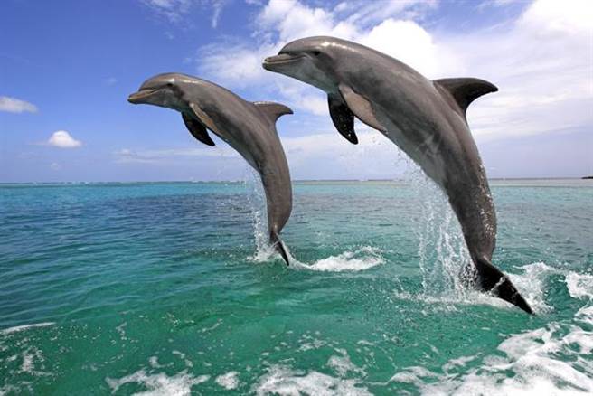 研究人员在水下播放某个海豚标志性的特殊叫声,并观察记载海豚的不同