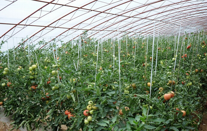 文章内容 温室番茄连结三茬果的技巧 温室大棚西红柿种植和管理