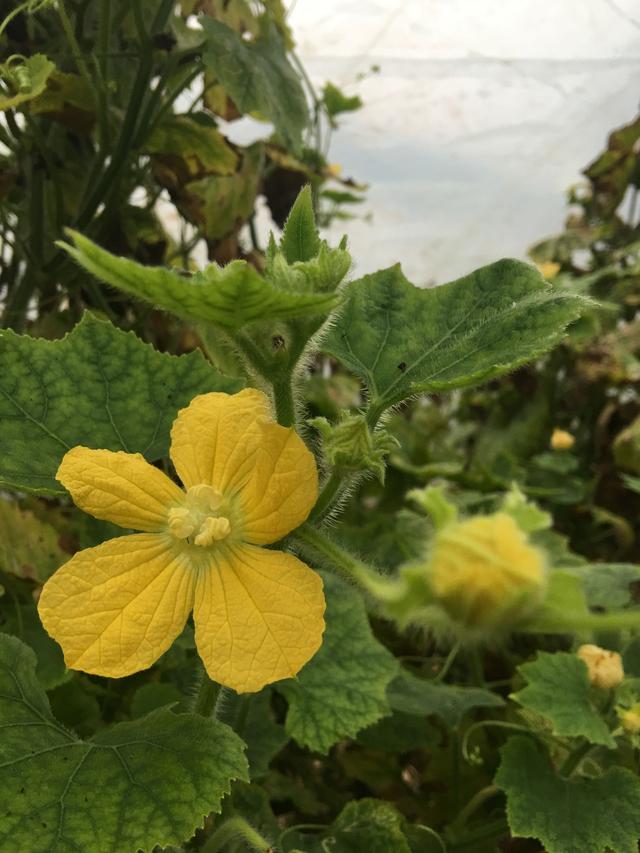 最美丽的农家:秋花烂漫,春华秋实!