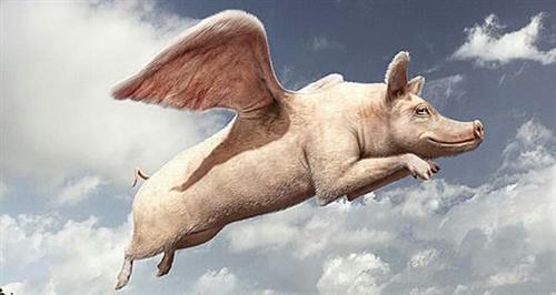 搞笑动态gif图:站在台风口的猪都会飞了,现实版!
