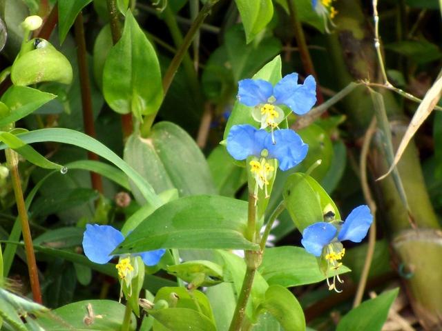 风物丨秋日花冠庙:中药草竹节菜,美丽的蓝色精灵