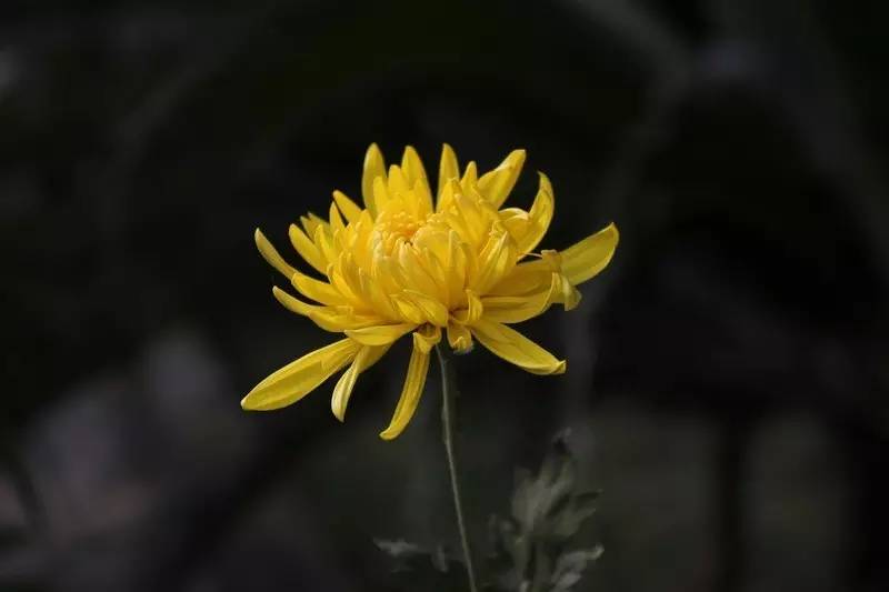 寒露:人间菊黄佳酿熟,共君一醉一陶然