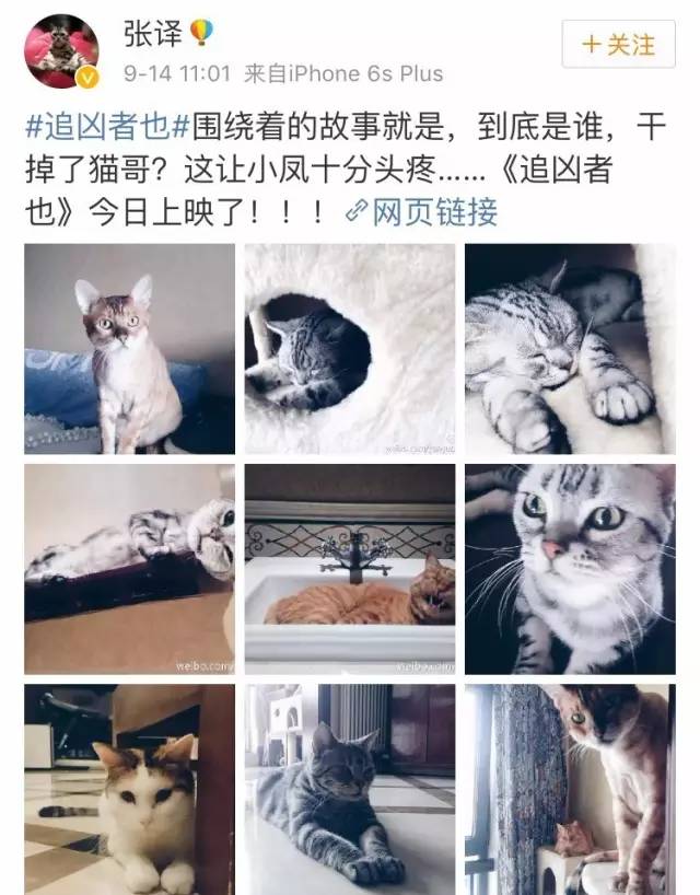 据说他家足足养了七只猫!张译也经常在微博上晒出他的爱猫.