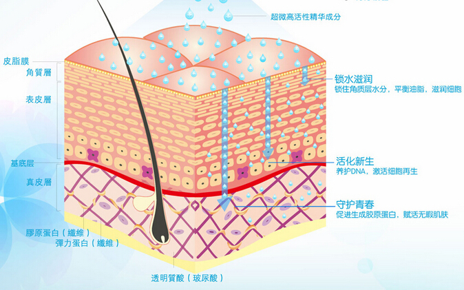 蛋白线提升的原理_蛋白线面部提升术的工作原理是什么