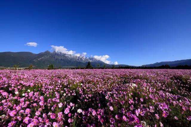 你能想象到雪山下的格桑花海有多美吗?