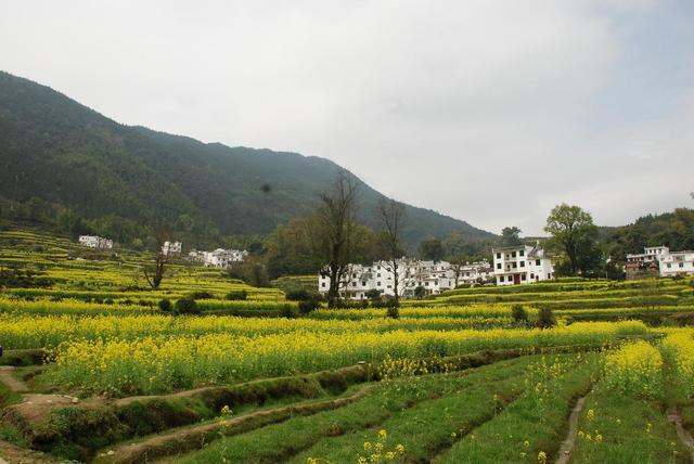 这里是中国最美的乡村,有最好看的油菜花