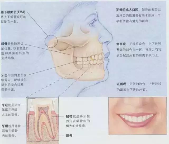 正畸牙齿移动的原理_正畸中牙齿移动的原理