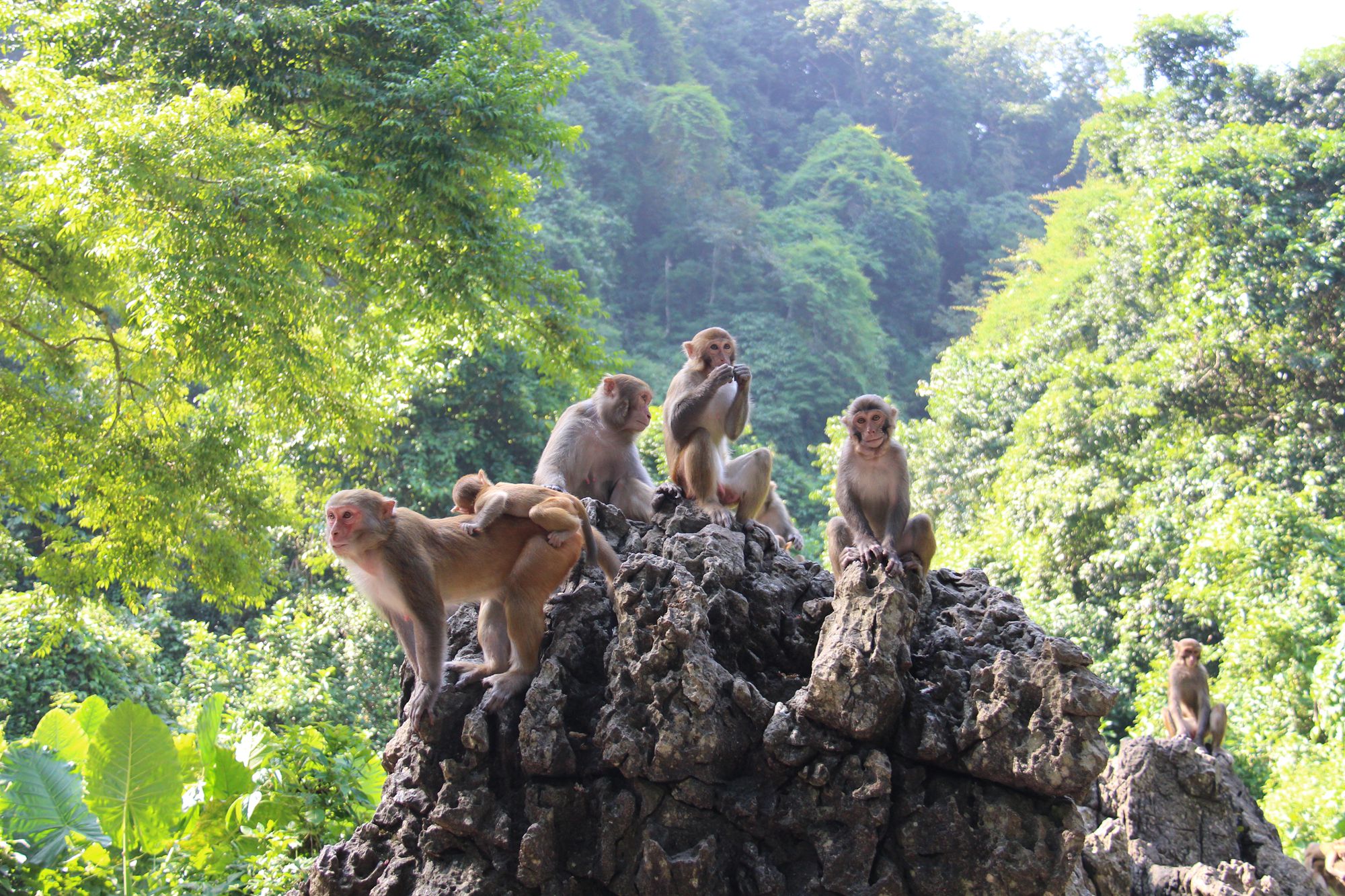 实拍隆安龙虎山:沸腾的猴子王国,国庆假期游客如潮