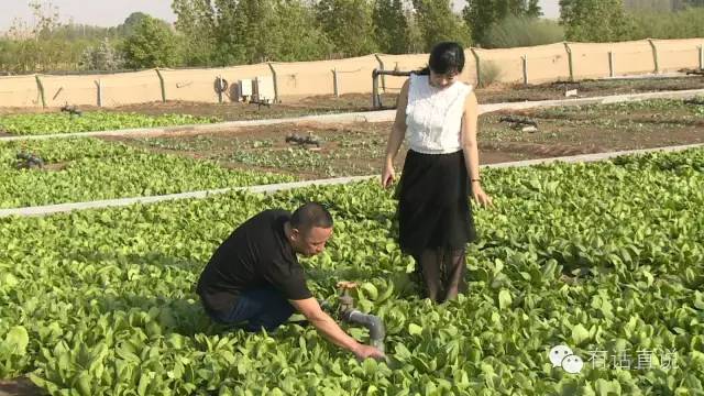 彭老总种菜_种菜图片