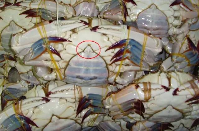 重点是看螃蟹的脐,也就是圆脐的尖部地方,不管是不是活的,用手用力按