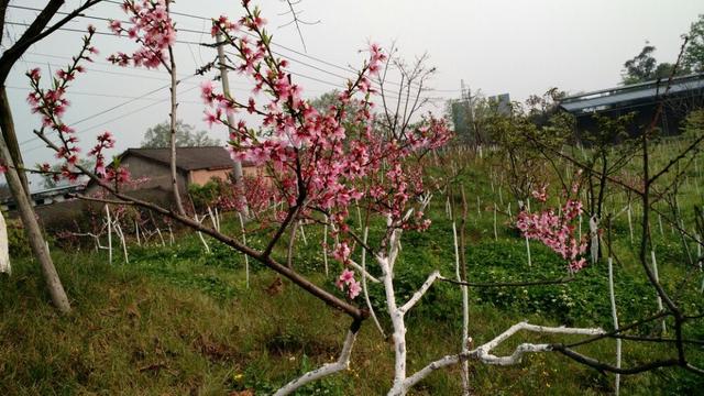 悦来镇有多少人口_悦来镇 观口社区概况 -名镇频道(3)