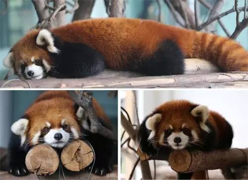 小熊猫又名猫熊,红猫熊,火狐,是国家二级保护动物,性格十分温顺文雅