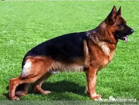 德牧名犬:德国本部展青年公犬组sg3佐罗,入驻金帆