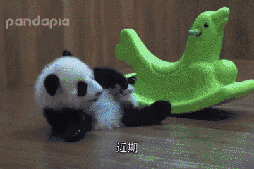 首先每个熊猫宝宝的成长过程中一定会有那只小木马,被后期小哥称作