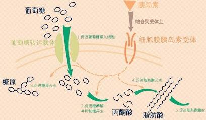 药学专家谈胰岛素的选择与使用