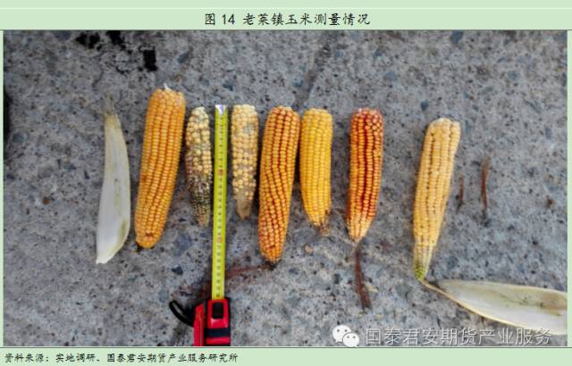 2016年黑龙江大豆玉米秋季调研:价格仍有下降