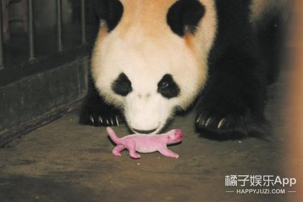 熊猫为什么那么少