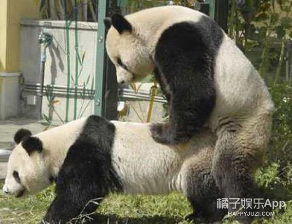 熊猫为什么那么少