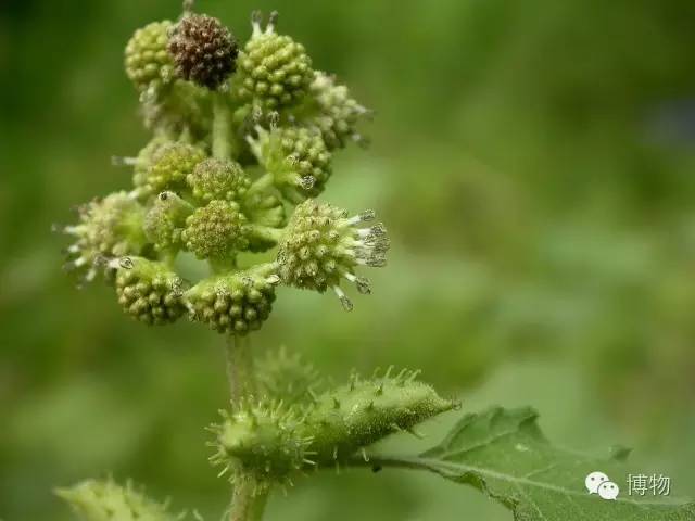 草古人口耳 微笑_赋得古原草送别