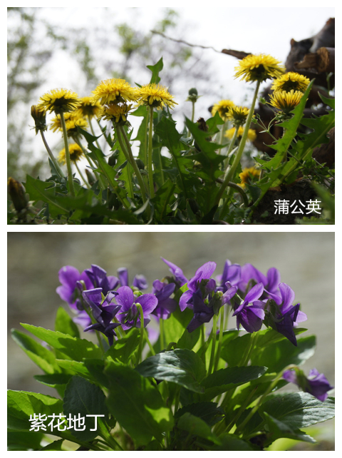 2. 鲜蒲公英,紫花地丁