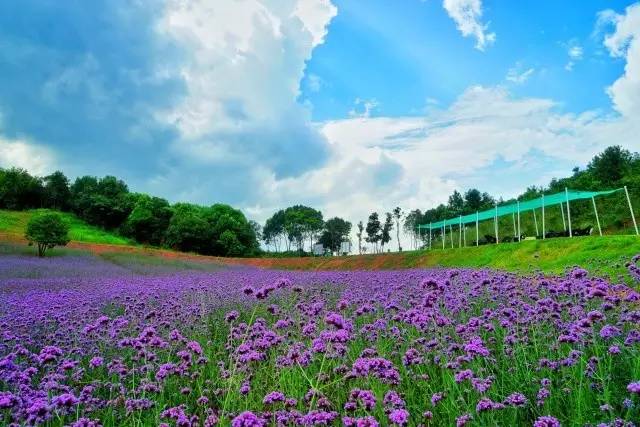 而衡阳市蒸湘区雨母山乡联胜村的百万花海,可以满足你对童话王国的