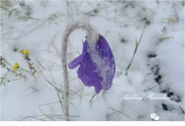 雪地里的花,蔫不拉几的.