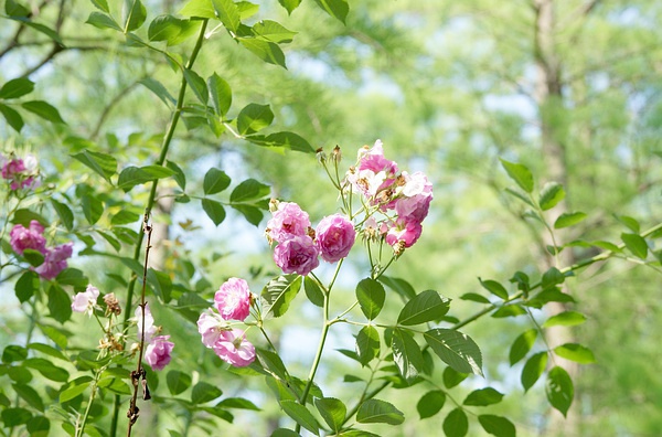 豆瓣日记 草木识小|蔷薇花和一只菜鸟的故事